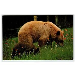 Vintage Canada Wildlife Postcard: Cinnamon Bear & Cub, Forest Scene
